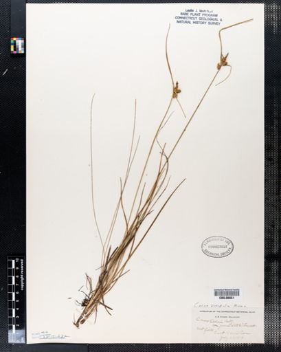 Carex viridula