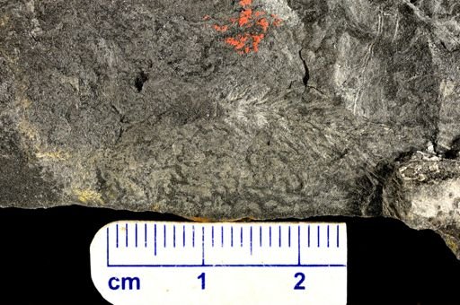 Asterophyllites sp.