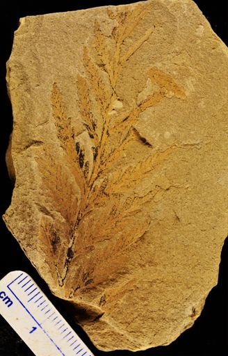 Dryopteris monocarpa
