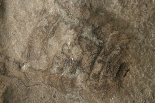 undet. Xiphosurida