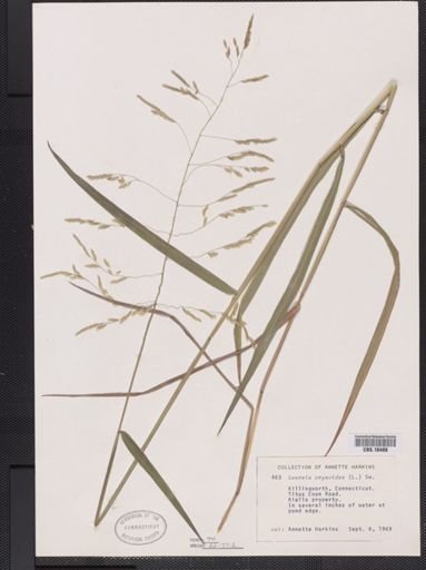 Leersia oryzoides