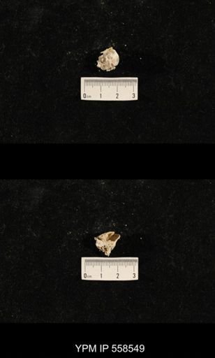 undet. Richthofenioidea