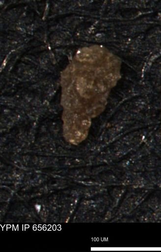 Verneuilina canadensis