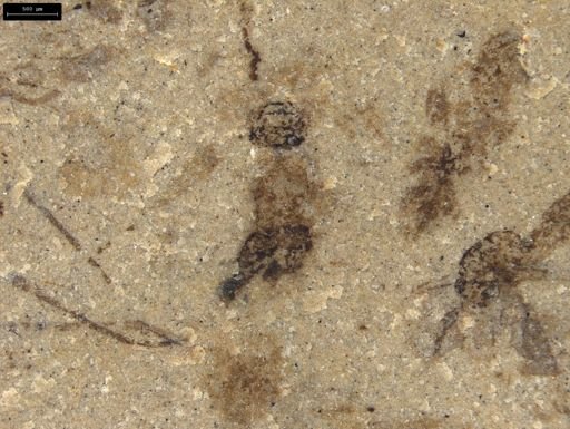 undet. Insecta