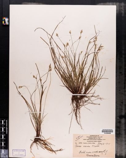 Carex emmonsii