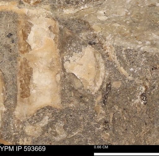Baculites sp.
