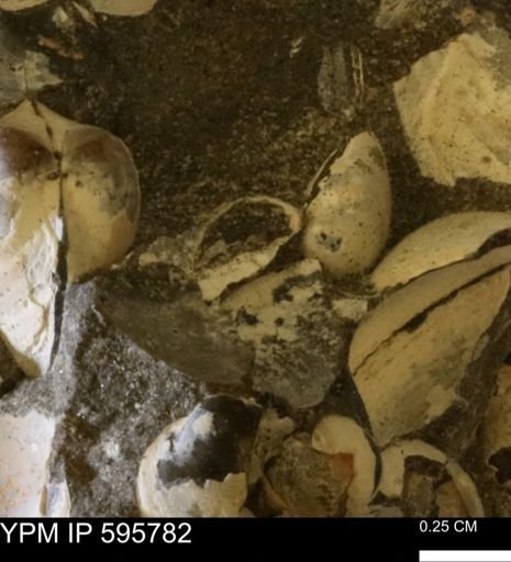 Protocardia sp.
