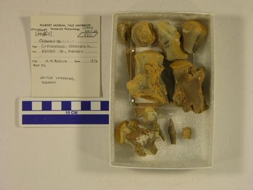 Platecarpus sp.