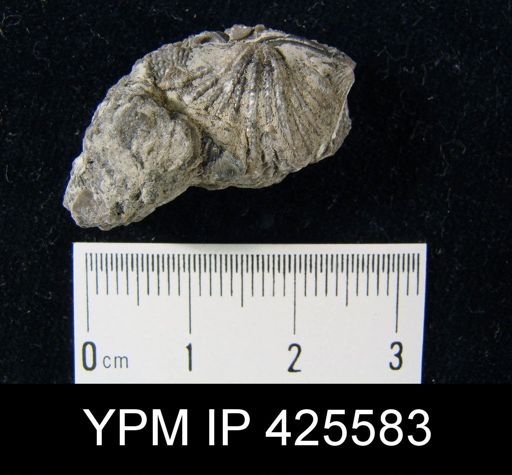 Atrypidae