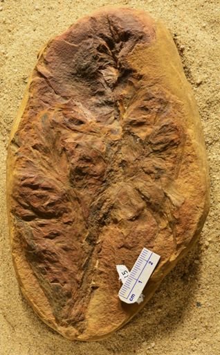 Aphlebia