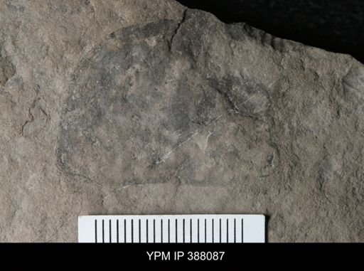 Erieopterus microphthalmus