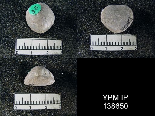 Spirigerella derbyi
