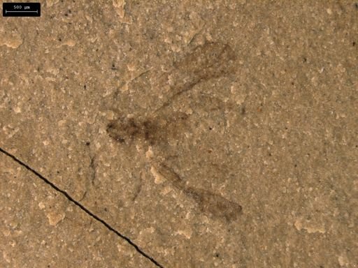 taxon undetermined