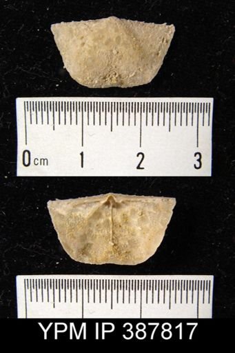 Dyoros sp.