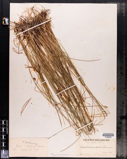 Carex exilis