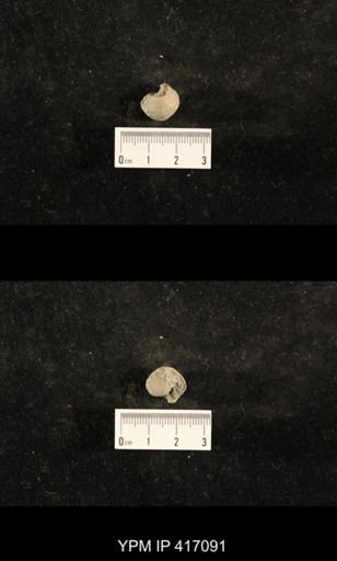 Euphemites carbonarius