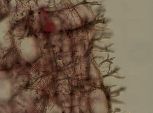 Chalinidae