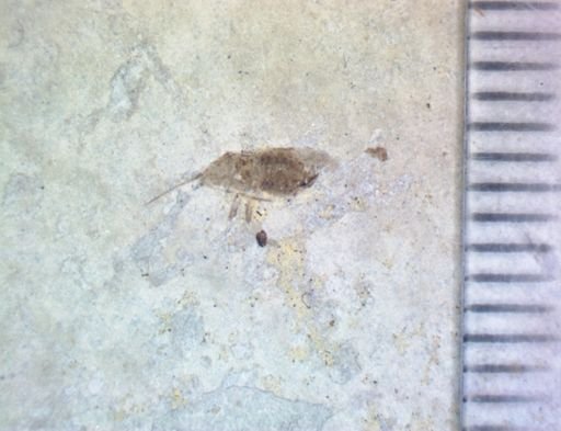 undet. Hexapoda