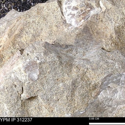 undet. Bivalvia