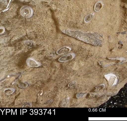 undet. Serpulidae