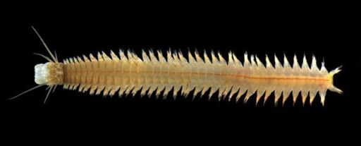 Nereis succinea