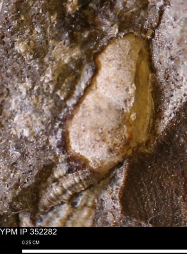 undet. Mollusca