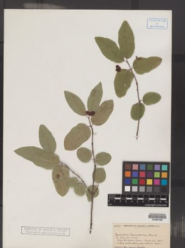Lonicera canadensis