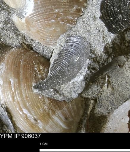 Limopsis striatopunctatus