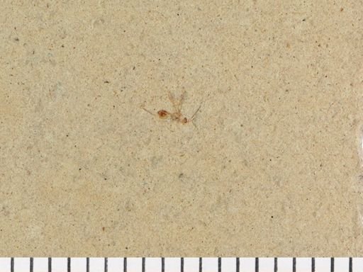 Hymenoptera