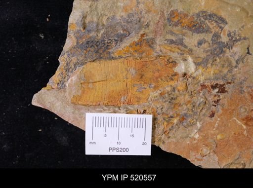 undet. Nautiloidea