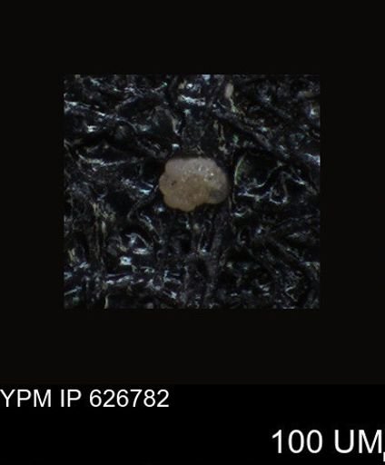 undet. Foraminiferida