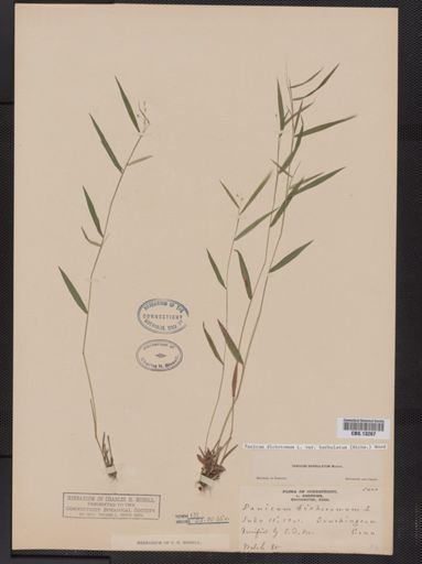 Panicum dichotomum