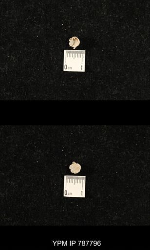 Meekella sp.