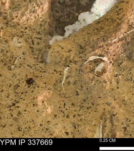undet. Mollusca