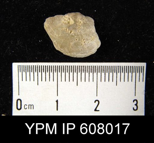 Leptaenisca?