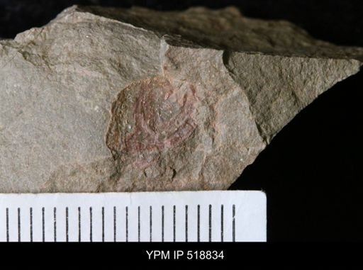 undet. Bivalvia