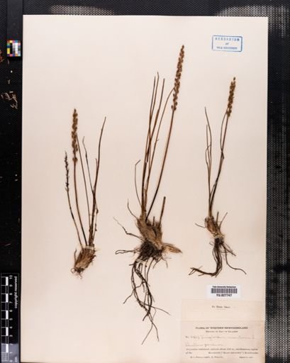 Triglochin maritima