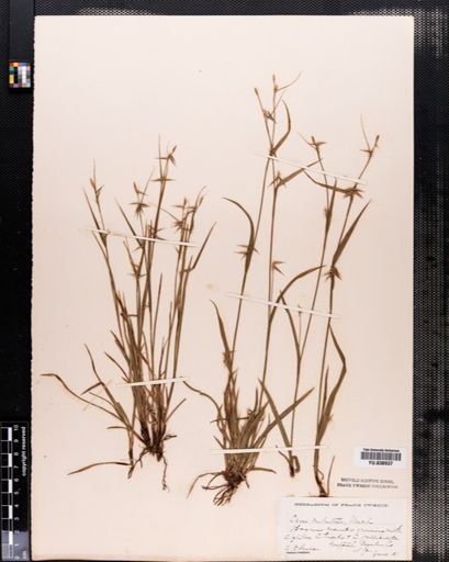Carex collinsii
