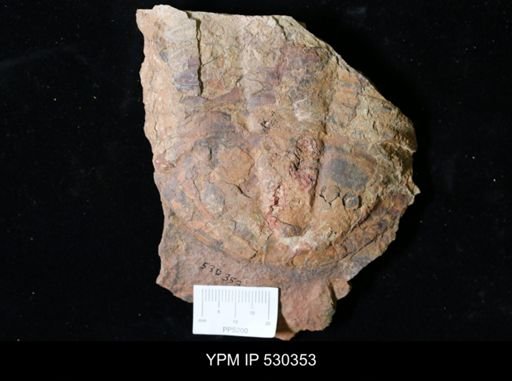 undet. Trilobita