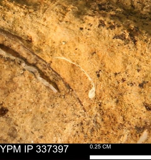undet. Mollusca