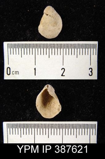 undet. Athyridida
