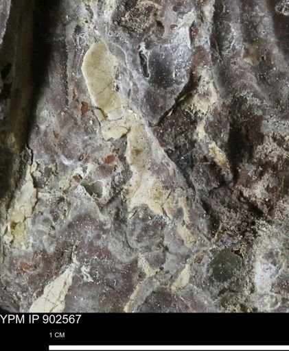 undet. Inoceramidae