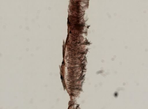 Prosuberites sp.