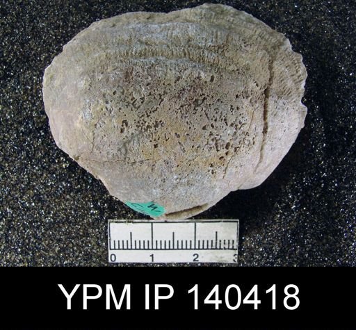 Derbya sp.