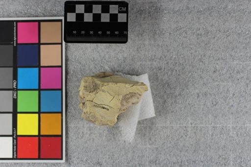 Merycoidodon culbertsoni
