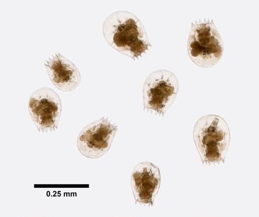 Brachionus pterodinoides