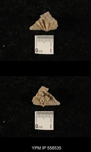 Punctospirifer sp.