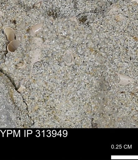 undet. Scaphopoda