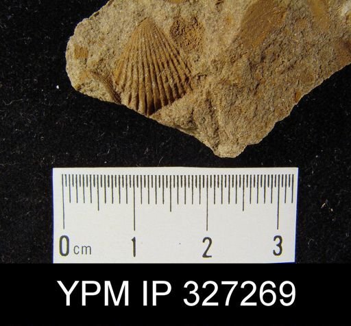 Rhynchospirina sp.