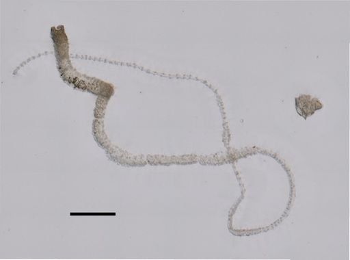 Apolemia rubriversa